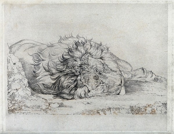 A dead or sleeping lion. Etching by J F Lewis, ca 1824, after himself.