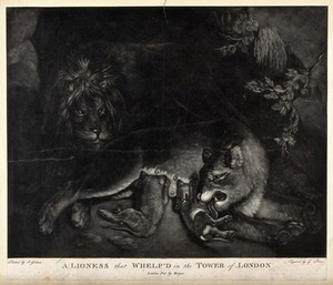 view A lion and lioness with cubs. Engraving by G Duwe after J Graham.