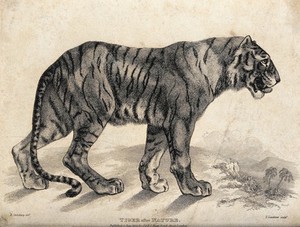 view A tiger (Felis tigris). Etching by T. Landseer, ca 1823, after E Spilsbury.