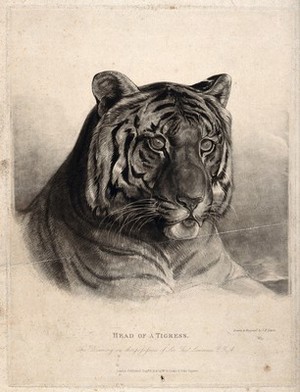 view The head of a tigress (Felis tigris). Etching with engraving by J F Lewis, ca 1825, after himself.