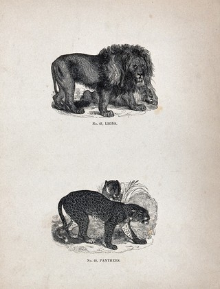 Two lions (Felis leo) and two panthers (Felis pardus). Wood engraving.