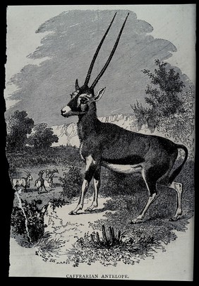 An antelope from South Africa. Wood engraving.