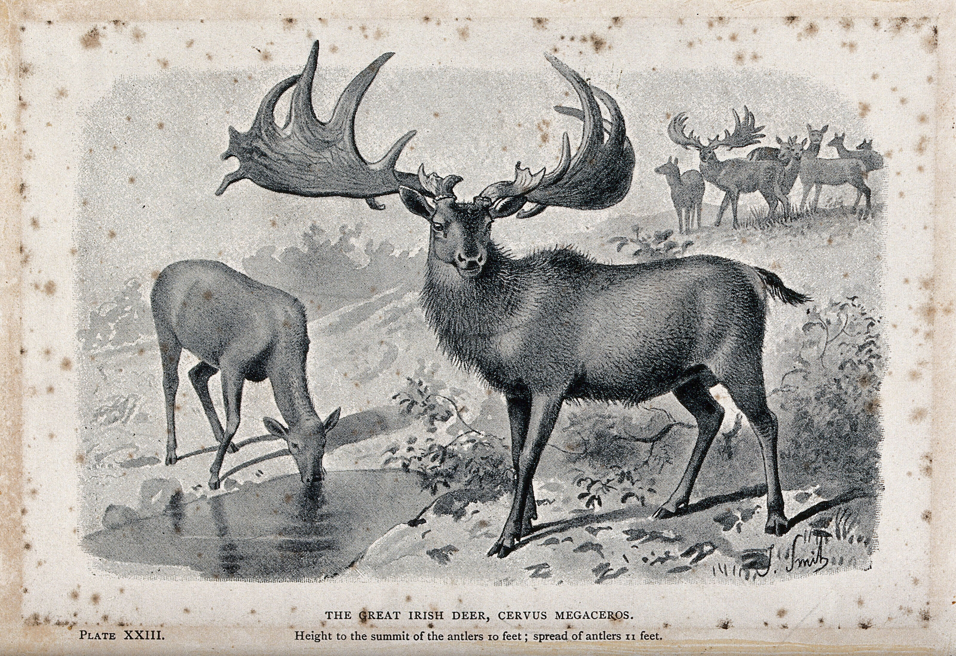 The Male And Female Irish Elk Cervus Megaceros Now Extinct