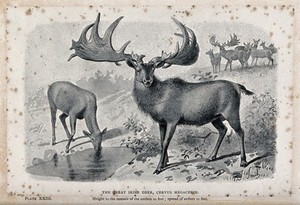 view The male and female Irish elk (Cervus megaceros), now extinct. Reproduction of a painting by J Smith.