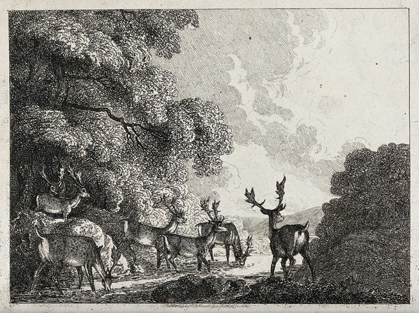 A group of fallow deer stags drinking from a stream. Etching by W-S Howitt.