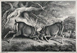 view Two red deer stags fighting. Etching by W.S. Howitt, ca 1798.