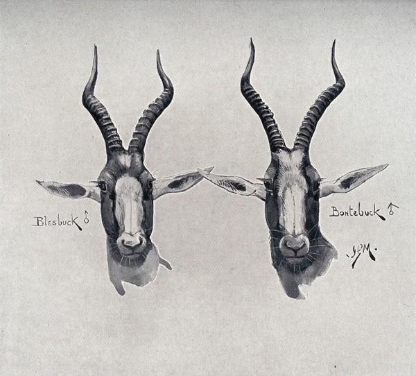 The heads of two male antelope, possibly oryx, one blazed and one dappled. Reproduction of a painting by G E M(?).