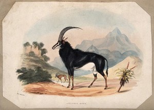 view A male sable antelope (Hippotragus niger). Coloured lithograph by W C Harris.