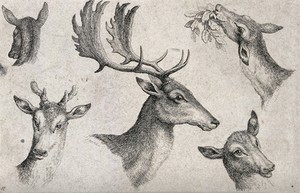 view The heads of three hinds, one young male deer and a mature stag. Etching by W-S Howitt, ca 1798.