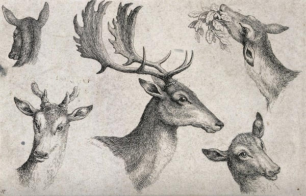 The heads of three hinds, one young male deer and a mature stag. Etching by W-S Howitt, ca 1798.