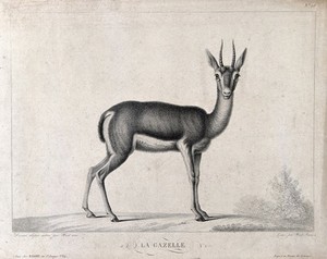 view A gazelle. Stipple engraving by Huet, the younger, after Huet, the older.