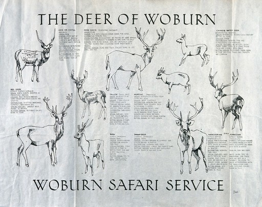 Nine species of deer found in Woburn Safari Park. Reproduction of a drawing by J W C.