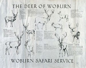 view Nine species of deer found in Woburn Safari Park. Reproduction of a drawing by J W C.