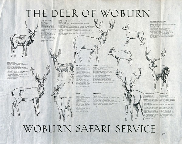 Nine species of deer found in Woburn Safari Park. Reproduction of a drawing by J W C.