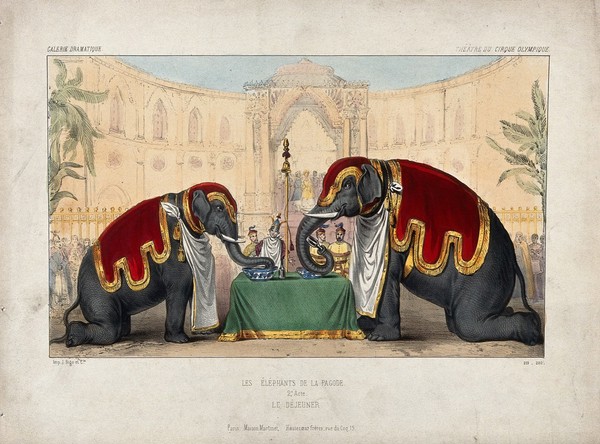 Two circus elephants performing to a crowd by drinking and eating from a table. Coloured lithograph.