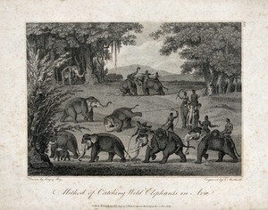 view Native Indians catching wild elephants by snaring their feet with ropes. Engraving by T Medland, ca 1800, after S Bey.