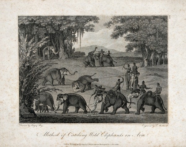 Native Indians catching wild elephants by snaring their feet with ropes. Engraving by T Medland, ca 1800, after S Bey.