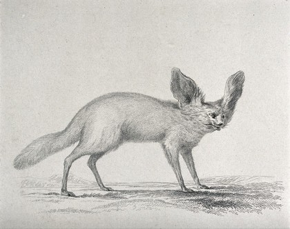 A bat-eared fennec. Engraving by E Finden, ca 1826, after Major Denham.