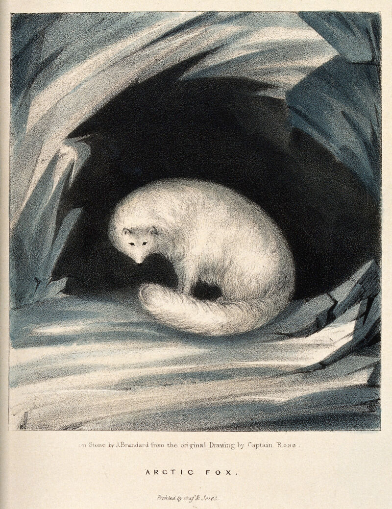 An arctic fox. Colour lithograph by J Brandard after Captain Ross., by William Charles Ross