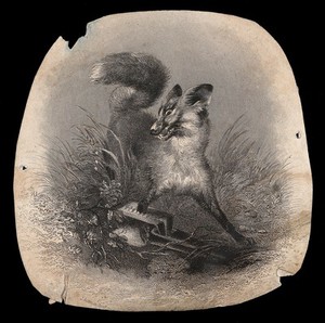 view A fox in agony with its paw caught in a trap. Wood engraving by J Bateman.