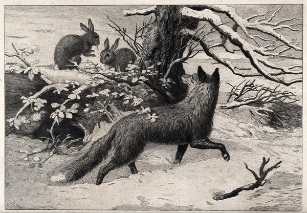 A winter scene with a fox watching rabbits feeding in the snow. Etching by W C(?).