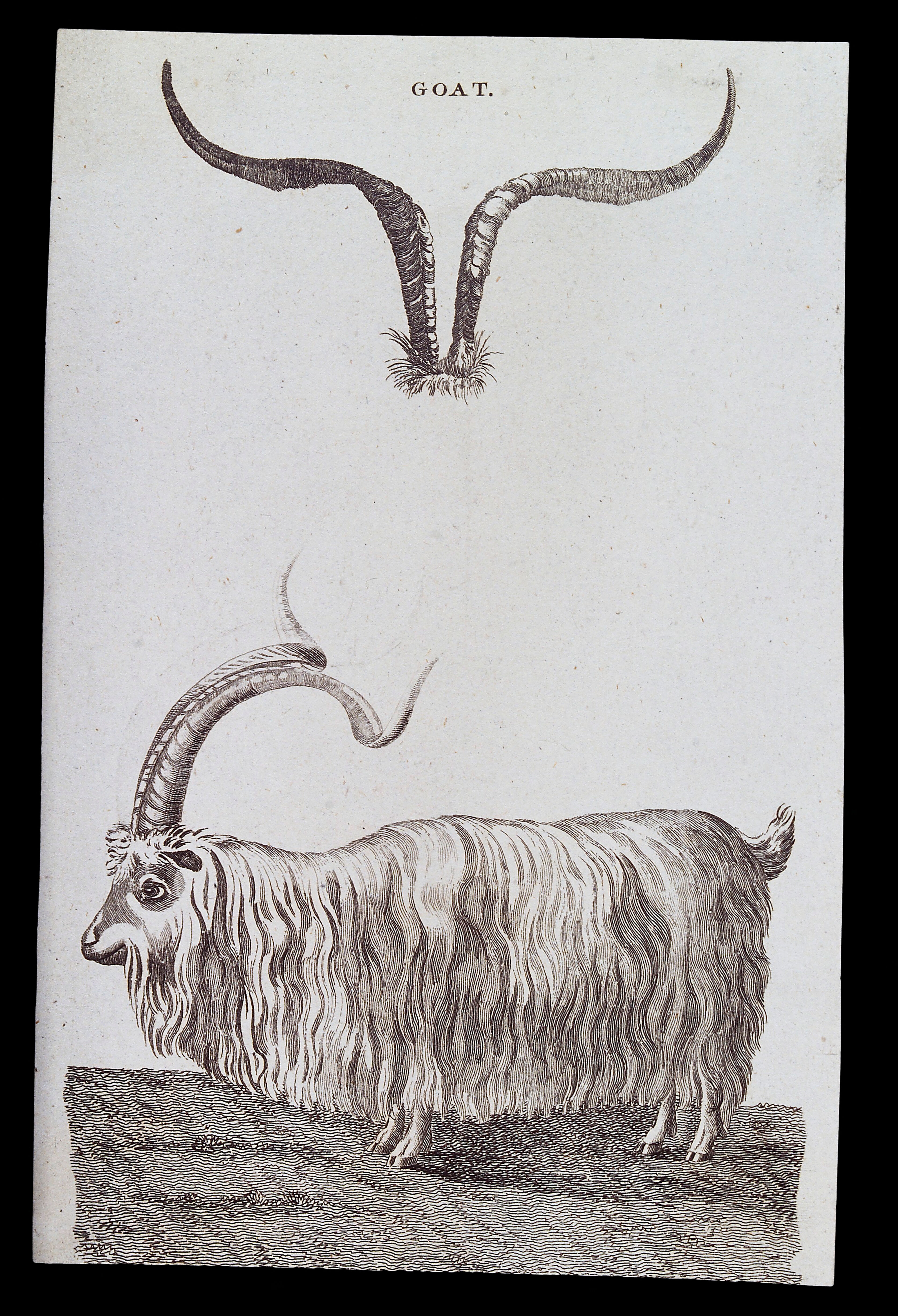 A hairy goat with long curved horns. Engraving.