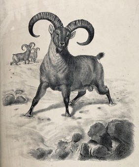 A ram, possibly of the blue or Burrhel sheep, with long curved horns. Lithograph by J Wolf.