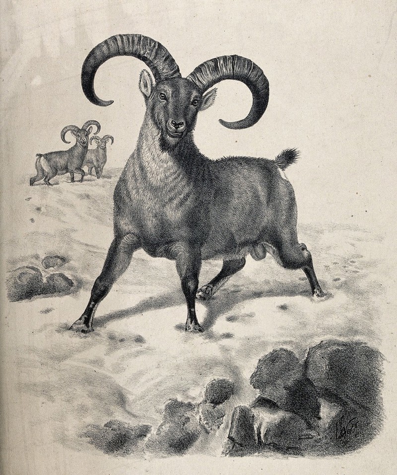 A ram, possibly of the blue or Burrhel sheep, with long curved horns. Lithograph by J Wolf., by Joseph Wolf