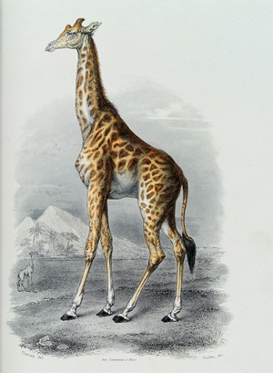 view A giraffe. Coloured etching by Oudet after Travies.