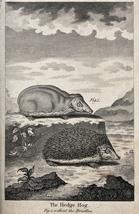 A hedgehog, illustrated both with and without spines. Wood engraving.