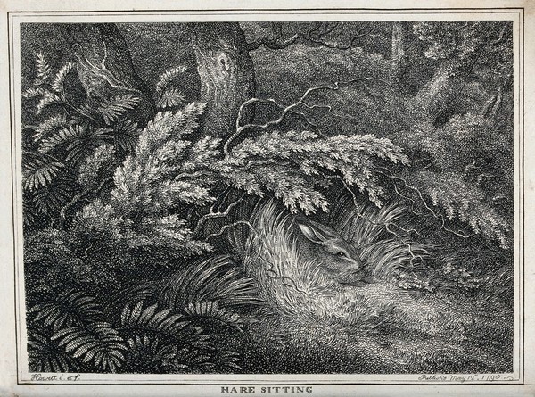 A hare lying quietly in the undergrowth. Etching by W-S Howitt, ca 1798.