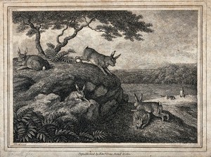 view Rabbits playing and eating outside their burrow. Etching by W-S Howitt, ca 1798.