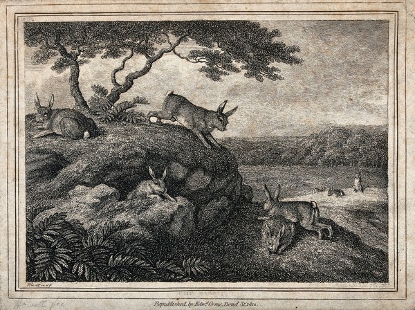 Rabbits playing and eating outside their burrow. Etching by W-S Howitt, ca 1798.