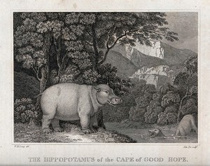 view A hippopotamus standing by a river while others bathe. Engraving by J Pye after W Craig.