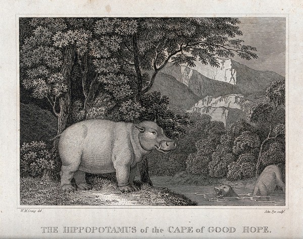 A hippopotamus standing by a river while others bathe. Engraving by J Pye after W Craig.