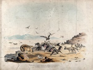 view Three types of hyena and many vultures surrounding a kill on the African plains. Coloured lithograph by W C Harris.