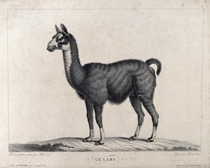 view A llama. Stipple engraving by Huet, the younger, after Huet, the elder.