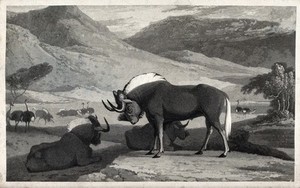 view Three white-tailed gnus and some ostriches on an African plain. Aquatint.