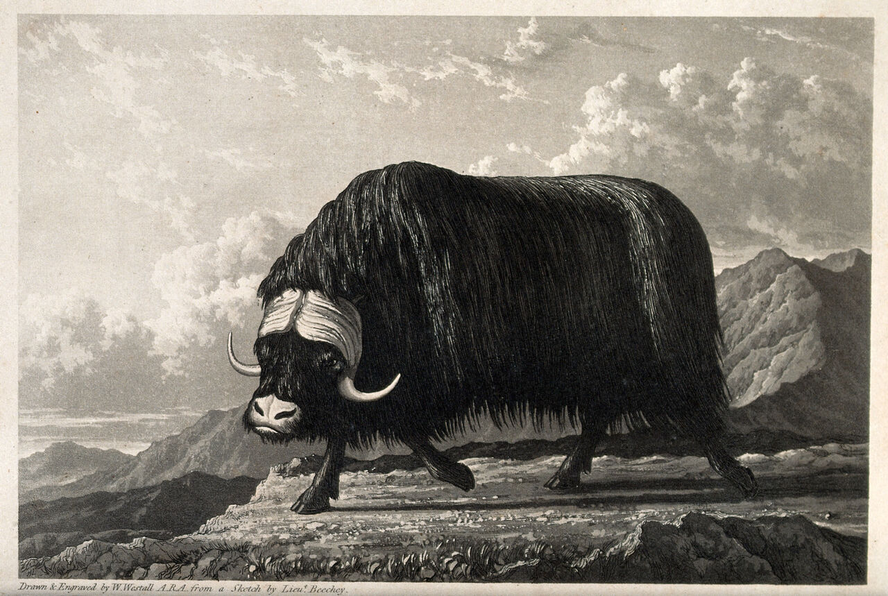 A musk-ox bull on Melville Island, Canada. Mezzotint with engraving by W. Westall, ca 1821, after Lieutenant Beechey., 6 March 1821, by Richard Brydges Beechey