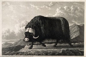 view A musk-ox bull on Melville Island, Canada. Mezzotint with engraving by W. Westall, ca 1821, after Lieutenant Beechey.