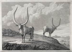 view Two African oxen with huge horns standing on a hillside. Etching by C. Heath, ca 1814, after H. Salt.