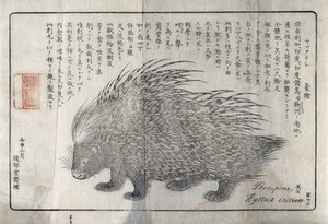 view A North African porcupine (Hystrix cristata). Reproduction of a drawing.