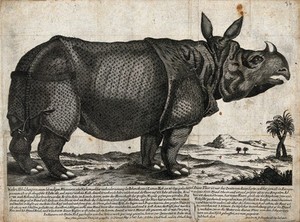 view An Indian rhinoceros. Etching by M. Bodenehr, ca 1747.