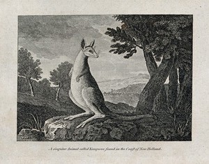 view A kangaroo. Etching.