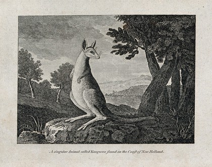 A kangaroo. Etching.