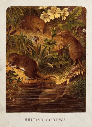 view Four shrews swimming and hunting for food on a grassy bank. Coloured etching.