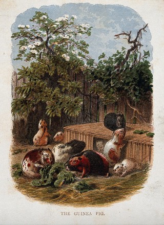 A group of domesticated guinea pigs. Colour reproduction of a painting.