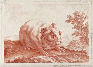 view A guinea pig in its natural environment. Etching after J.B. Oudry.