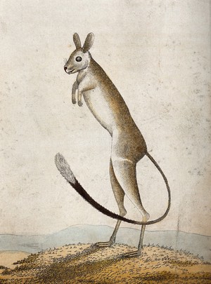 view A young marsupial. Coloured etching.