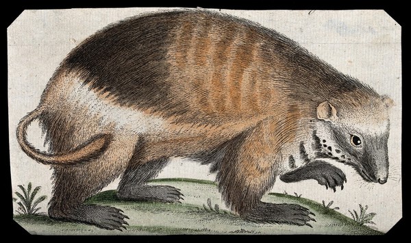 An unidentified rodent, possibly a marmot. Coloured etching.